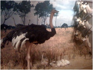 Ostrich at Brookshires Museum