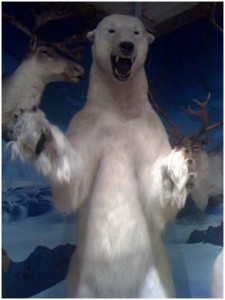 Polar Bear at Brookshires Museum